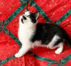 Super mooie zwart/witte kittens zoeken een leuke huisje!, Dieren en Toebehoren, Katten en Kittens | Overige Katten, Meerdere dieren