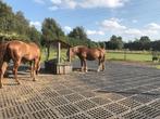 Maak je weide & paddock eindelijk moddervrij!, Stalling, 2 of 3 paarden of pony's