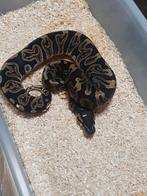 Koningspython, Slang, 0 tot 2 jaar