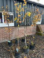 6 Fruitbomen Halfstam - 5x peer en 1x vijg, Overige soorten, Lente, 100 tot 250 cm, Ophalen