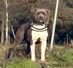 Ervaren American stafford dekreu open for stud, Dieren en Toebehoren, Rabiës (hondsdolheid), Reu, 1 tot 2 jaar, Eén hond