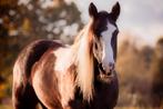 Bijrijder/ster gezocht, Dieren en Toebehoren, Stalling en Weidegang, 1 paard of pony