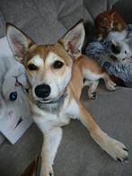 Mooie kruising pup, 15 weken tot 1 jaar, Reu, CDV (hondenziekte), Eén hond