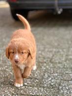 Nova scotia duck tolling retriever pups met RvB stamboom, Dieren en Toebehoren, Parvo, 8 tot 15 weken, Meerdere, Nederland