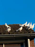 Te koop witte postduiven, Dieren en Toebehoren, Vogels | Duiven, Meerdere dieren, Postduif