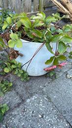 Plantenbak. (Zonder plant), Tuin en Terras, Bloembakken en Plantenbakken, Ophalen, Zo goed als nieuw, Rond