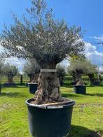 Olea Europaea olijfboom met oude karakteristieke stam, In pot, Olijfboom, Zomer, Volle zon