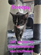 Kittens., Meerdere dieren, 0 tot 2 jaar