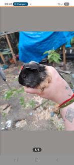 Beertje cavia, Dieren en Toebehoren, Knaagdieren, Mei, Mannelijk, Cavia
