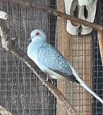 Diamantduifjes, Dieren en Toebehoren, Meerdere dieren, Overige soorten