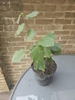 hazelnoot struik, Tuin en Terras, Planten | Struiken en Hagen, Ophalen, Overige soorten, Struik, 100 tot 250 cm