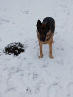 duitse herder, Dieren en Toebehoren, Teef, Parvo, Eén hond, 3 tot 5 jaar