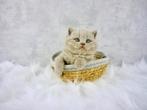 Prachtige raszuivere Britse korthaar kittens, Meerdere dieren, 0 tot 2 jaar, Ingeënt