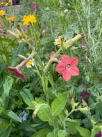 Tabaksplant snijbloem, Tuin en Terras, Ophalen of Verzenden, Volle zon, Zaad
