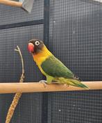 Fado zoekt een huisje! (Agapornis), Dieren en Toebehoren, Vogels | Parkieten en Papegaaien, Geslacht onbekend, Dwergpapegaai of Agapornis