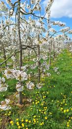 oude kersenbomen in pot, Ophalen, Lente, Volle zon, Kersenboom