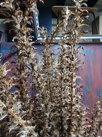 Gratis Acanthus bloemen, Huis en Inrichting, Woonaccessoires | Droogbloemen, Ophalen