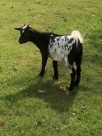 Geiten, Dieren en Toebehoren, Schapen, Geiten en Varkens, Vrouwelijk, Geit