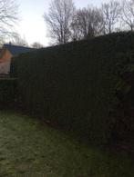 Coniferen gratis, Tuin en Terras, Planten | Bomen, Bloeit niet, Halfschaduw, 100 tot 250 cm, Overige soorten