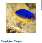 Chrysiptera taupou, Dieren en Toebehoren, Vis, Zoutwatervis, Schoolvis