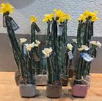 11 nieuwe kunstcactus, cactus, cactussen in pot, Ophalen of Verzenden, Nieuw, Binnen