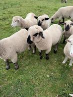Hampshire down rammen en poll dorset ram, Dieren en Toebehoren, Schapen, Geiten en Varkens, Mannelijk, Schaap, 0 tot 2 jaar