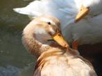 Gevraagd vrouwtje Saksen Eend, Dieren en Toebehoren, Pluimvee, Vrouwelijk, Eend