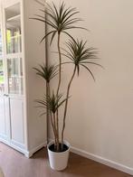 Kunstplant dracaena, Ophalen, Overige soorten, Minder dan 100 cm