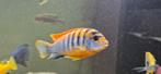 Malawi chicliden mbuna hongi red top, Dieren en Toebehoren, Vissen | Aquariumvissen, Vis