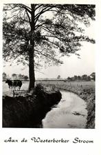 Aan de Westerborker Stroom - koeien - ongelopen, Verzamelen, Ansichtkaarten | Nederland, Ongelopen, Ophalen of Verzenden, Friesland