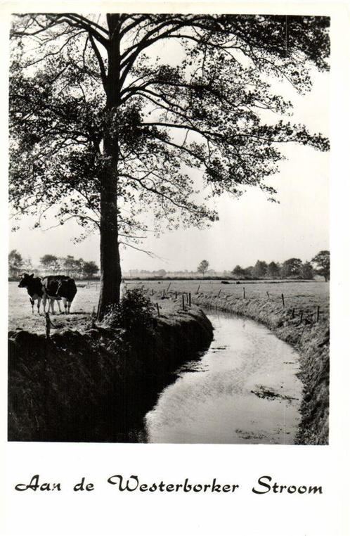 Aan de Westerborker Stroom - koeien - ongelopen, Verzamelen, Ansichtkaarten | Nederland, Ongelopen, Friesland, Ophalen of Verzenden