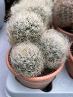 Cactus in Sierpot, Ophalen, Cactus, Volle zon, Minder dan 100 cm