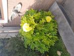 Pioenrozen Bartzella, Tuin en Terras, Overige soorten, Volle zon, Vaste plant, Ophalen of Verzenden