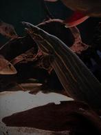 Vuuraal, Dieren en Toebehoren, Vissen | Aquariumvissen, Vis