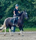 Mooie en lieve barock pinto ruin van 4 jaar., Dieren en Toebehoren, Paarden, Gechipt, Ruin, Dressuurpaard, Zadelmak