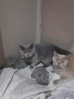 Kittens britse korthaar - British Shorthair katjes, Dieren en Toebehoren, Katten en Kittens | Raskatten | Korthaar, Poes, 0 tot 2 jaar