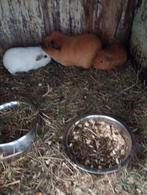 Diverse California beren, Cavia, Januari, Meerdere dieren, Tam