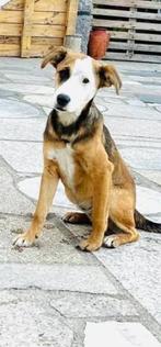 Duna pup teefje, Dieren en Toebehoren, Honden | Niet-rashonden, Particulier, Rabiës (hondsdolheid), 15 weken tot 1 jaar, Buitenland