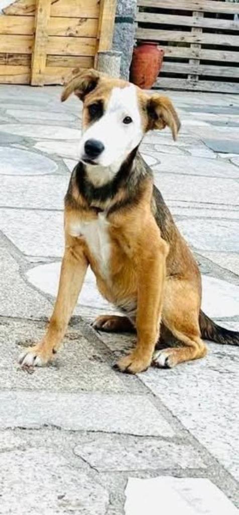 Duna pup teefje, Dieren en Toebehoren, Honden | Niet-rashonden, Klein, Teef, Particulier, Meerdere, Buitenland, 15 weken tot 1 jaar