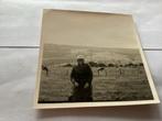 Vintage Foto: Persoon met koeien in landschap 8x8 cm, Natuur, Gebruikt, Foto, Ophalen of Verzenden
