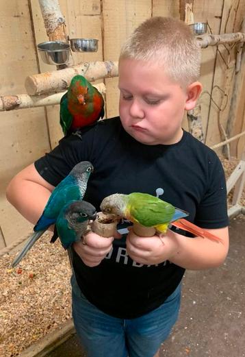 papegaaien met familie garantie *kom langs met hele gezin  beschikbaar voor biedingen