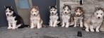 Siberische husky pups, Rabiës (hondsdolheid), 15 weken tot 1 jaar, Buitenland, Poolhond
