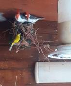 Te koop fors koppel roodkuifkardinaal, Dieren en Toebehoren, Vogels | Overige Vogels, Meerdere dieren, Geringd