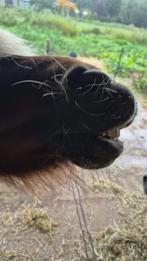 Verzorgster of verzorger shetlander, Dieren en Toebehoren, Ophalen