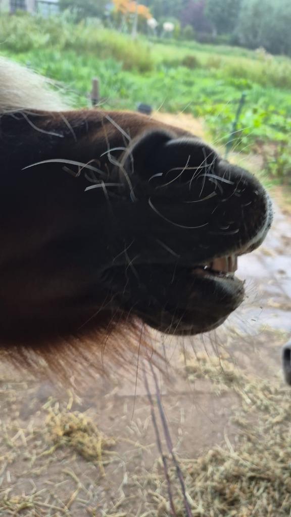 Verzorgster of verzorger shetlander, Dieren en Toebehoren, Paarden en Pony's | Verzorgingsproducten, Ophalen