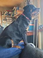 Rottweiler pups, Overige rassen, 8 tot 15 weken, Meerdere, Meerdere dieren