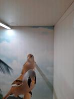 Baardmannetjes, Dieren en Toebehoren, Meerdere dieren