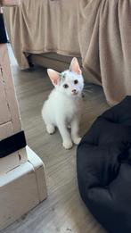 Kitten, Dieren en Toebehoren, Katten en Kittens | Overige Katten