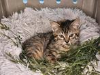 Prachtige kittens Europese korthaar x Sneeuwbengaal te koop, Dieren en Toebehoren, Katten en Kittens | Overige Katten, Meerdere dieren