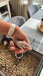 Dumbo rittens/ratjes husky siamees, Dieren en Toebehoren, Knaagdieren, Rat, Juli, Vrouwelijk, Tam